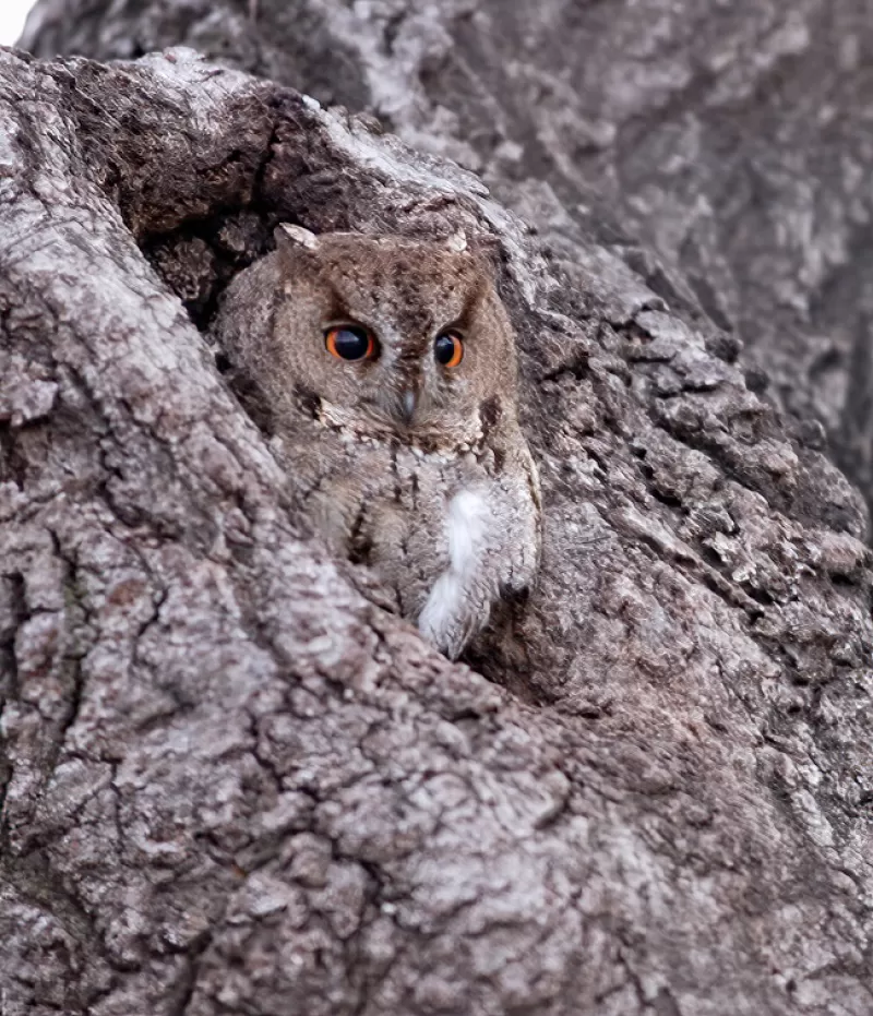 オオコノハズクの写真 - 野鳥図鑑