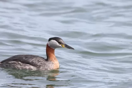 アカエリカイツブリの写真 - 野鳥図鑑