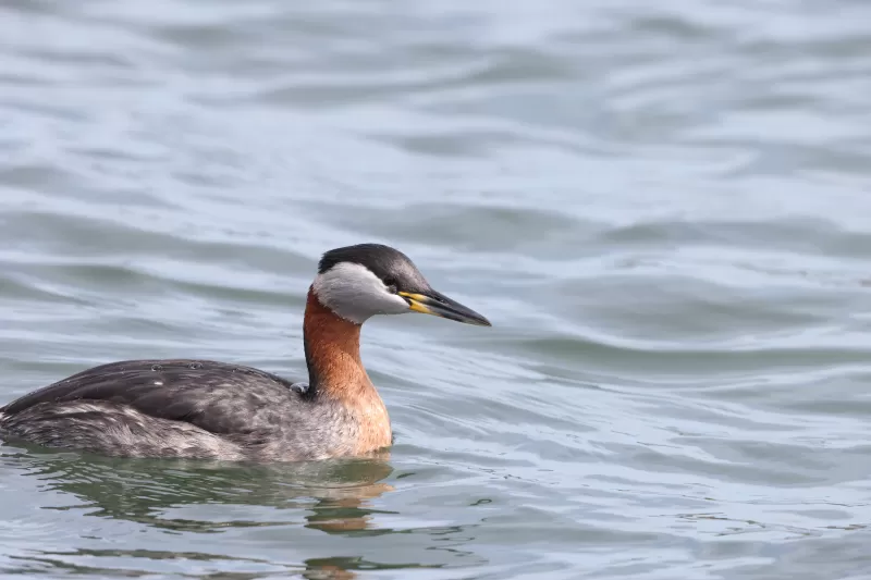 アカエリカイツブリの写真 - 野鳥図鑑