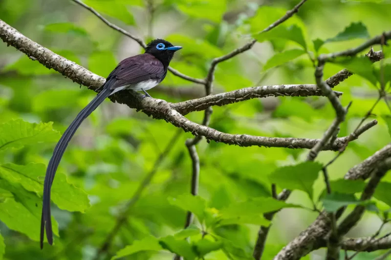 サンコウチョウの写真 - 野鳥図鑑