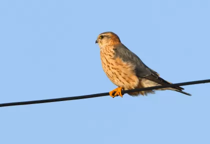 コチョウゲンボウの写真 - 野鳥図鑑