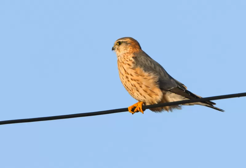 コチョウゲンボウの写真 - 野鳥図鑑