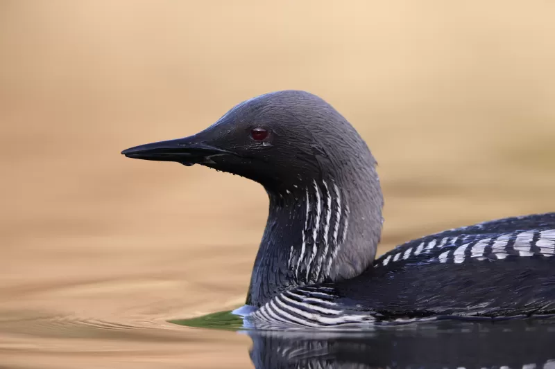アビの写真 - 野鳥図鑑