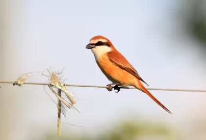 アカモズの写真 - 野鳥図鑑