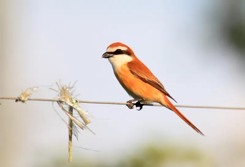 アカモズの写真 - 野鳥図鑑