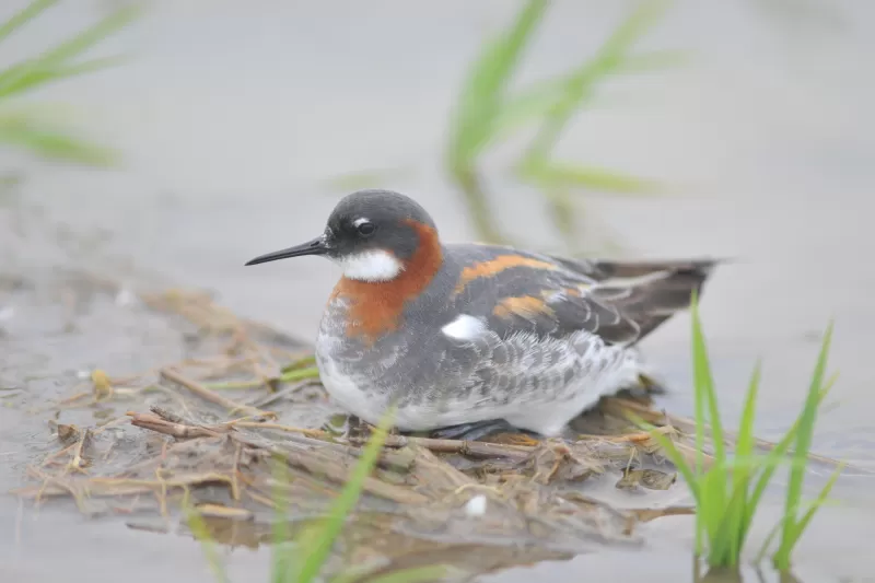 アカエリヒレアシシギの写真 - 野鳥図鑑