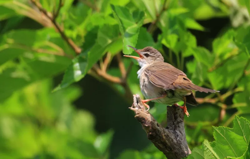 ウチヤマセンニュウの写真 - 野鳥図鑑