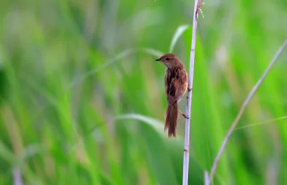 オオセッカの写真 - 野鳥図鑑