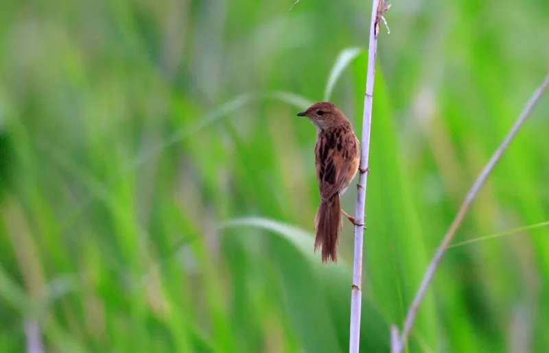 オオセッカの写真 - 野鳥図鑑