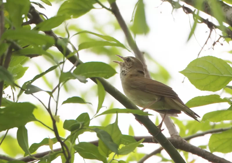 エゾセンニュウの写真 - 野鳥図鑑