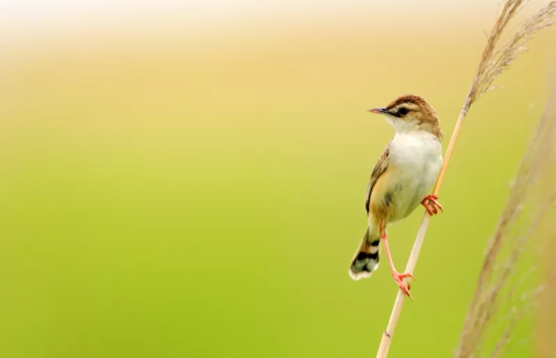 セッカの写真 - 野鳥図鑑