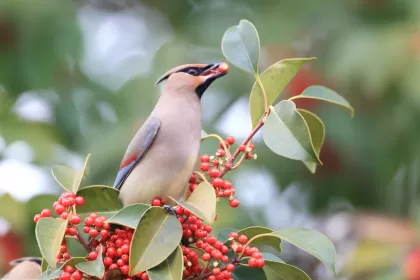 ヒレンジャクの写真 - 野鳥図鑑