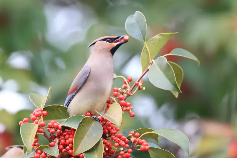 ヒレンジャクの写真 - 野鳥図鑑