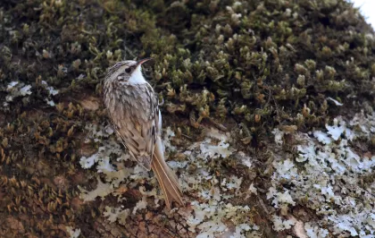 キバシリの写真 - 野鳥図鑑