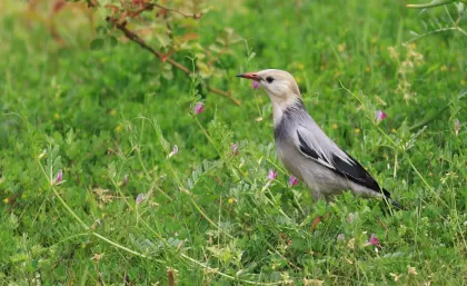 ギンムクドリの写真 - 野鳥図鑑