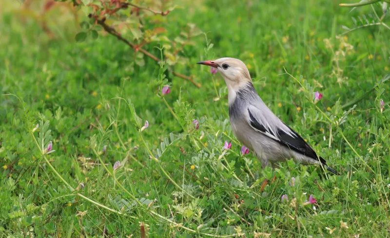 ギンムクドリの写真 - 野鳥図鑑