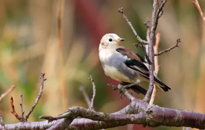 コムクドリの写真 - 野鳥図鑑
