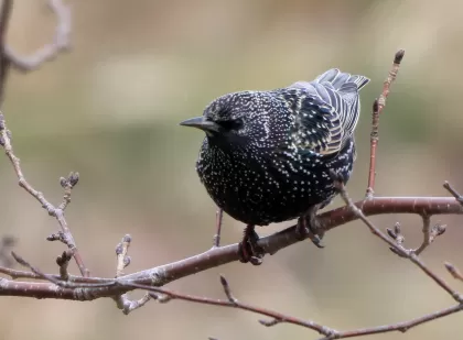 ホシムクドリの写真 - 野鳥図鑑