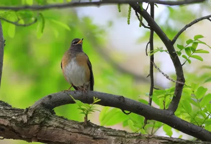 マミチャジナイの写真 - 野鳥図鑑