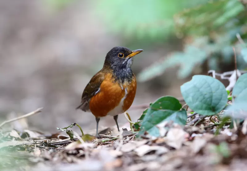 アカコッコの写真 - 野鳥図鑑