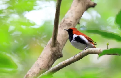 アカヒゲの写真 - 野鳥図鑑