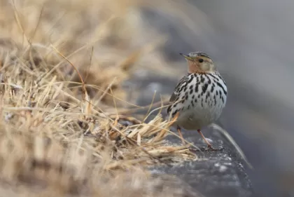 ムネアカタヒバリの写真 - 野鳥図鑑