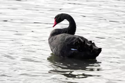 コクチョウの写真 - 野鳥図鑑