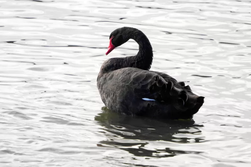 コクチョウの写真 - 野鳥図鑑
