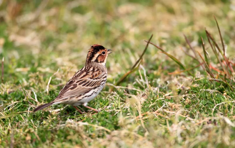 コホオアカの写真 - 野鳥図鑑