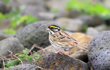 キマユホオジロの写真 - 野鳥図鑑