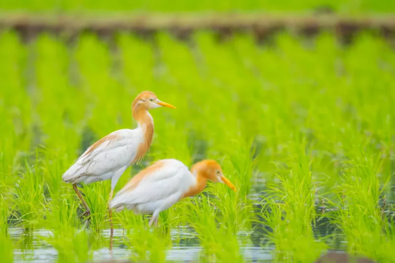 アマサギの写真 - 野鳥図鑑