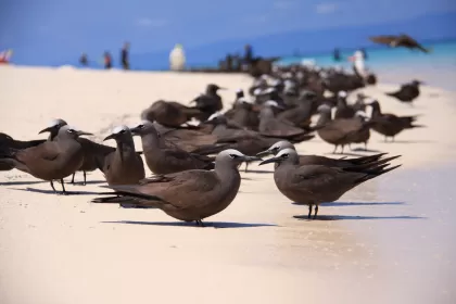 クロアジサシの写真 - 野鳥図鑑