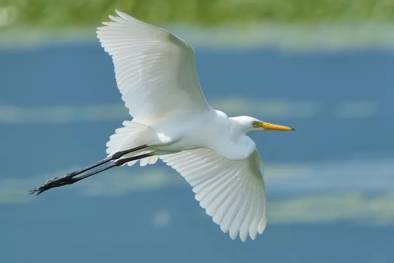 チュウサギの写真 - 野鳥図鑑
