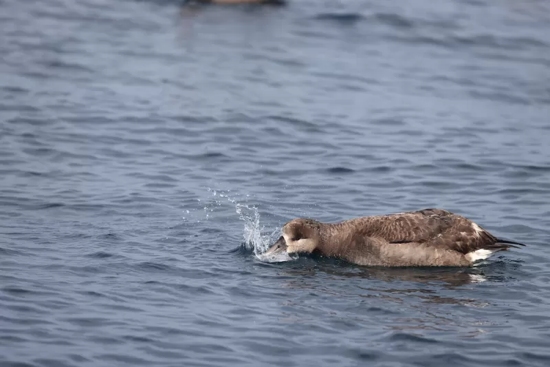 クロアシアホウドリの写真 - 野鳥図鑑