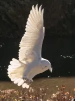 シロフクロウの写真3 - 野鳥図鑑