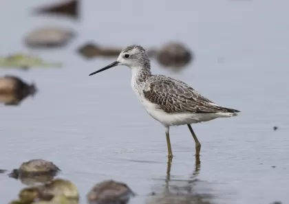 コアオアシシギの写真 - 野鳥図鑑