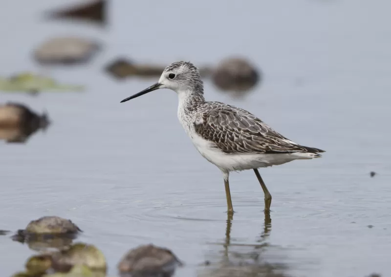コアオアシシギの写真 - 野鳥図鑑