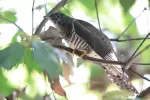 カッコウの写真1 - 野鳥図鑑