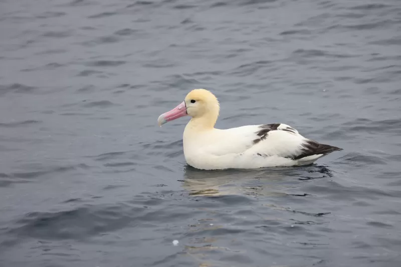 アホウドリの写真 - 野鳥図鑑