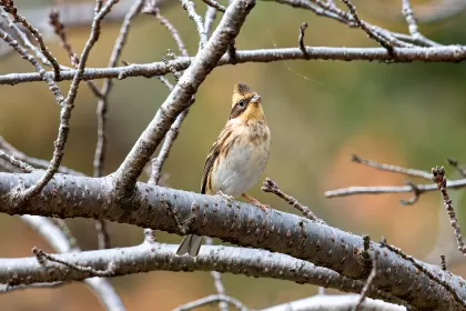 ミヤマホオジロの写真 - 野鳥図鑑