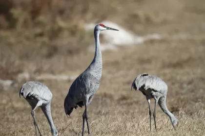 カナダヅルの写真 - 野鳥図鑑