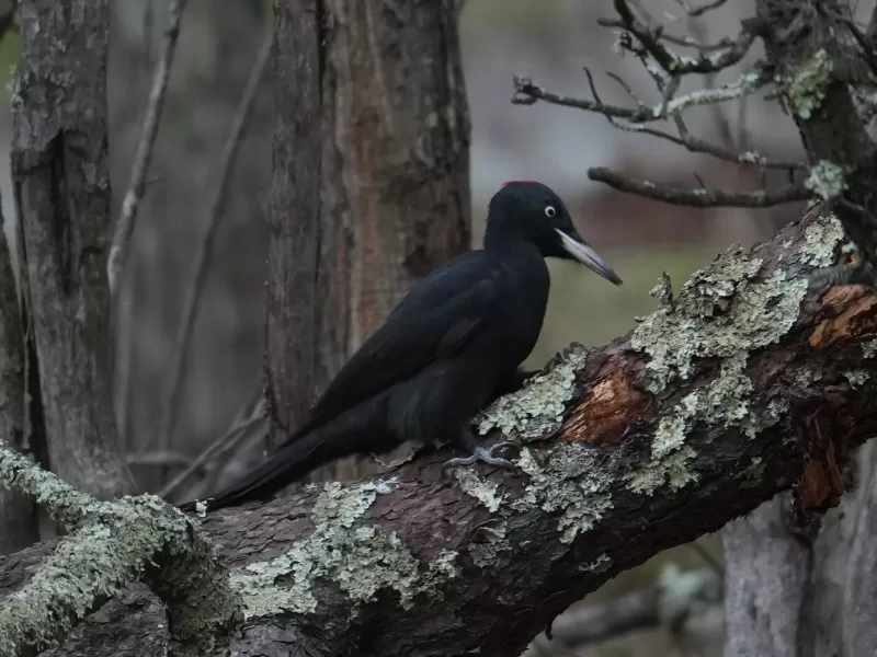 クマゲラの写真 - 野鳥図鑑