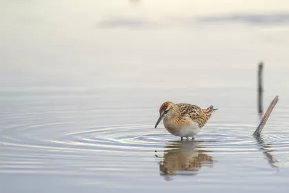 ウズラシギの写真 - 野鳥図鑑