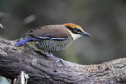 ヤイロチョウの写真 - 野鳥図鑑