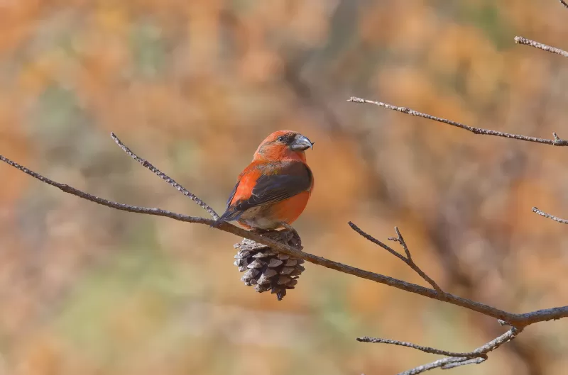 イスカの写真 - 野鳥図鑑