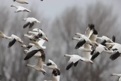ハクガンの写真 - 野鳥図鑑