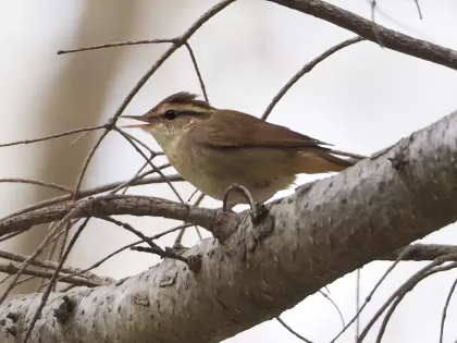 ヤブサメの写真 - 野鳥図鑑