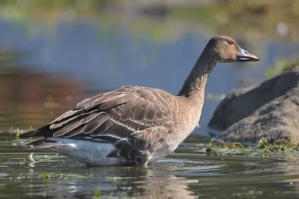 ヒシクイの写真 - 野鳥図鑑