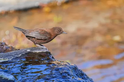 カワガラスの写真 - 野鳥図鑑