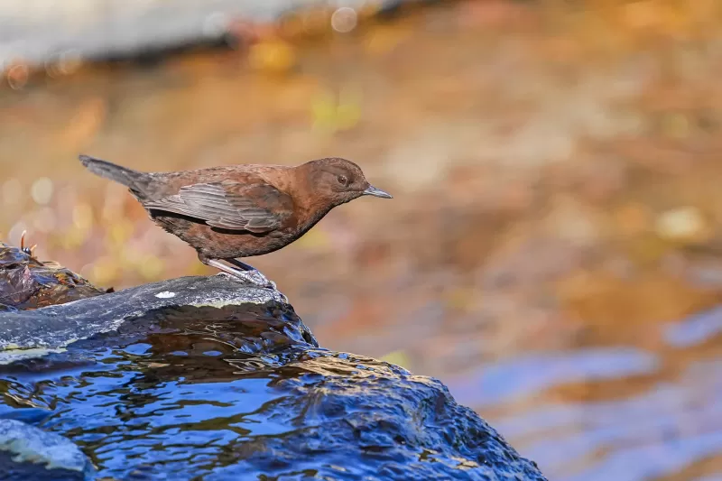 カワガラスの写真 - 野鳥図鑑